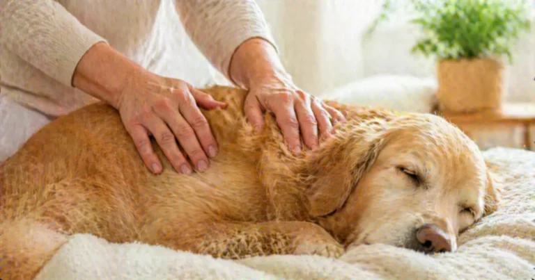 Mains bienveillantes posées doucement sur le dos d’un chien détendu lors d’un soin énergétique